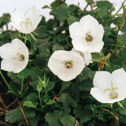 Carpathian Bellflower - Pearl White - LandscapeDirect
