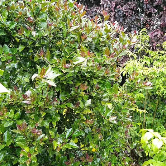 Castle Rouge Blue Holly - LandscapeDirect
