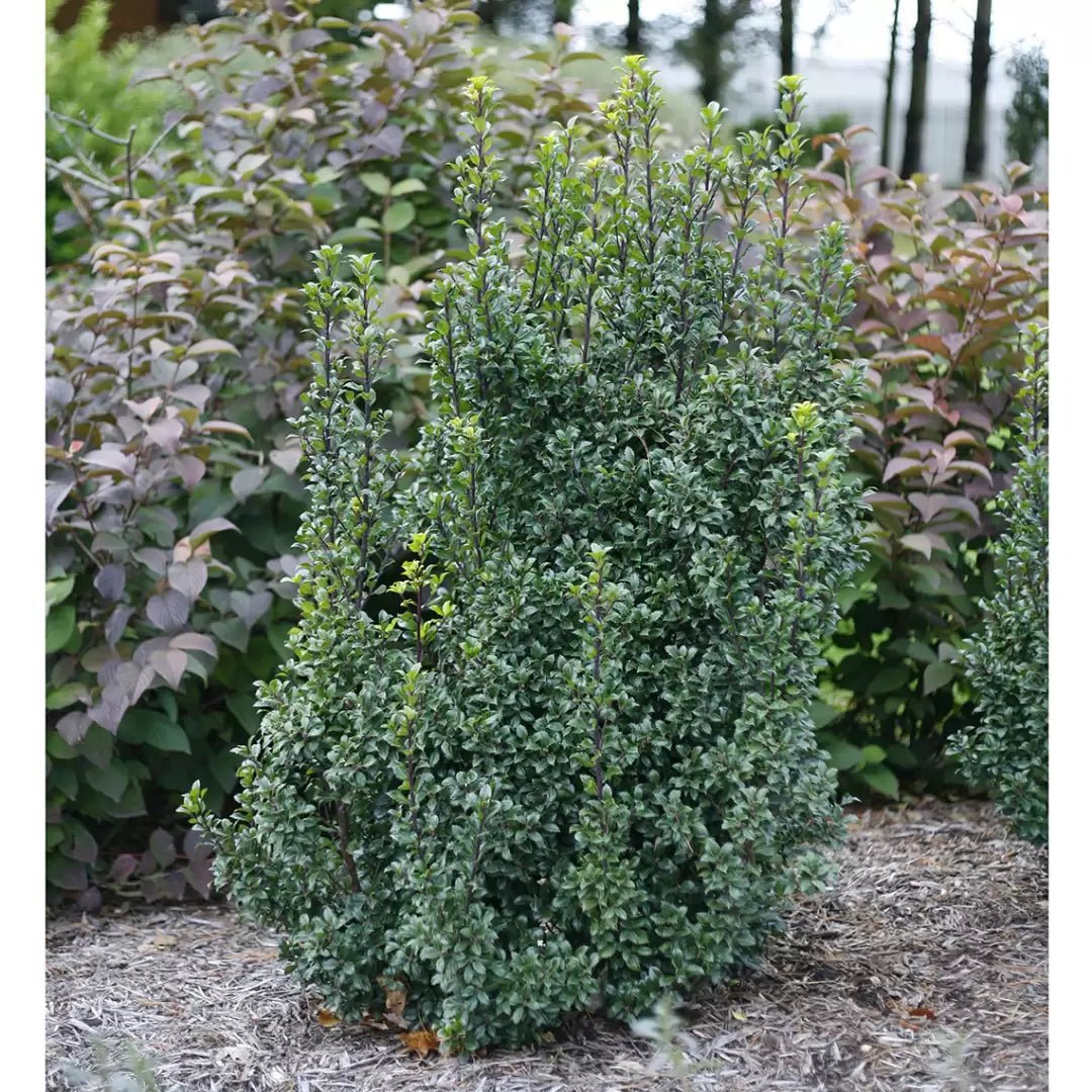 Castle Wall Blue Holly - LandscapeDirect