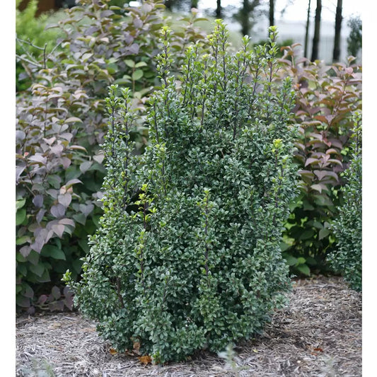 Castle Wall Blue Holly - LandscapeDirect