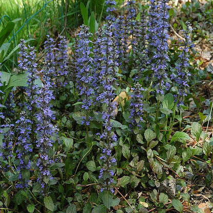 Catlin's Giant Bugleweed - LandscapeDirect