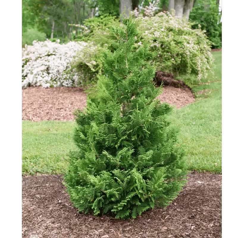 Cedar Rapids False Cypress - LandscapeDirect