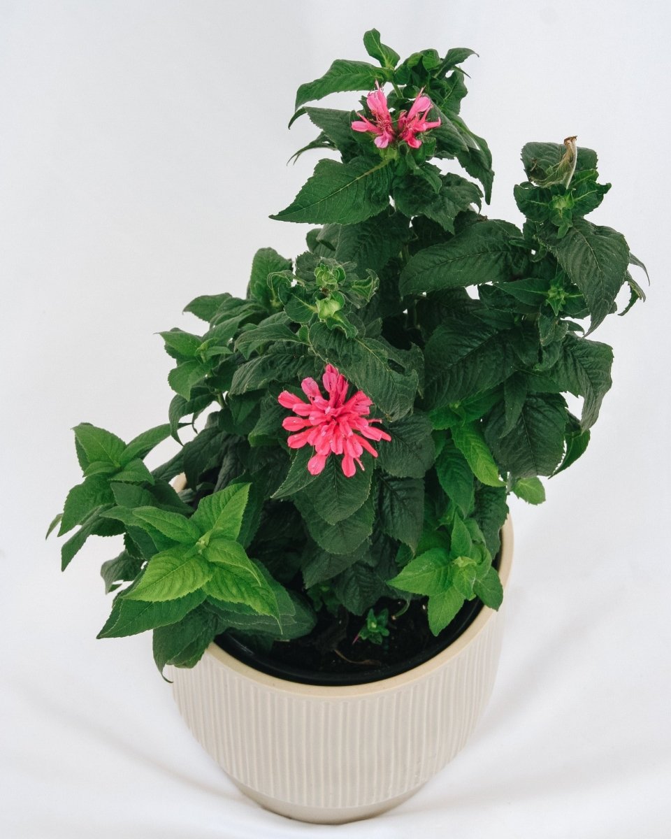 Cerise Bee Balm - LandscapeDirect