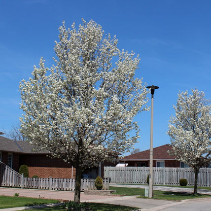Chanticleer Pear - LandscapeDirect