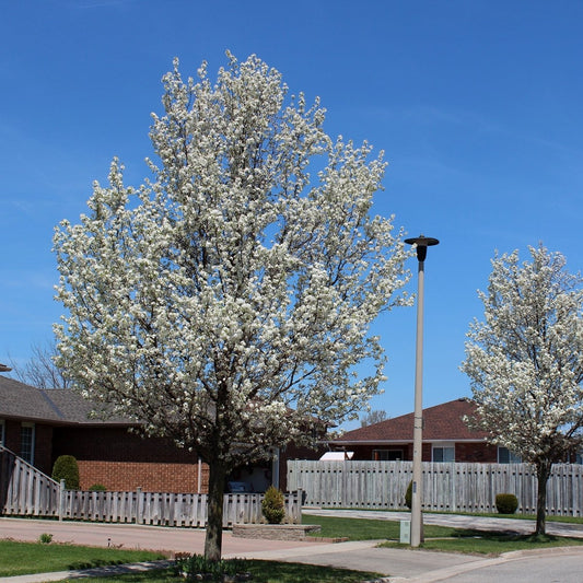 Chanticleer Pear - LandscapeDirect