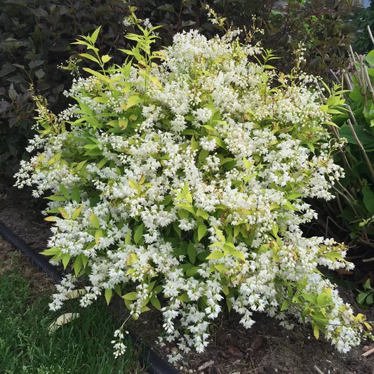 Chardonnay Pearls Deutzia - LandscapeDirect