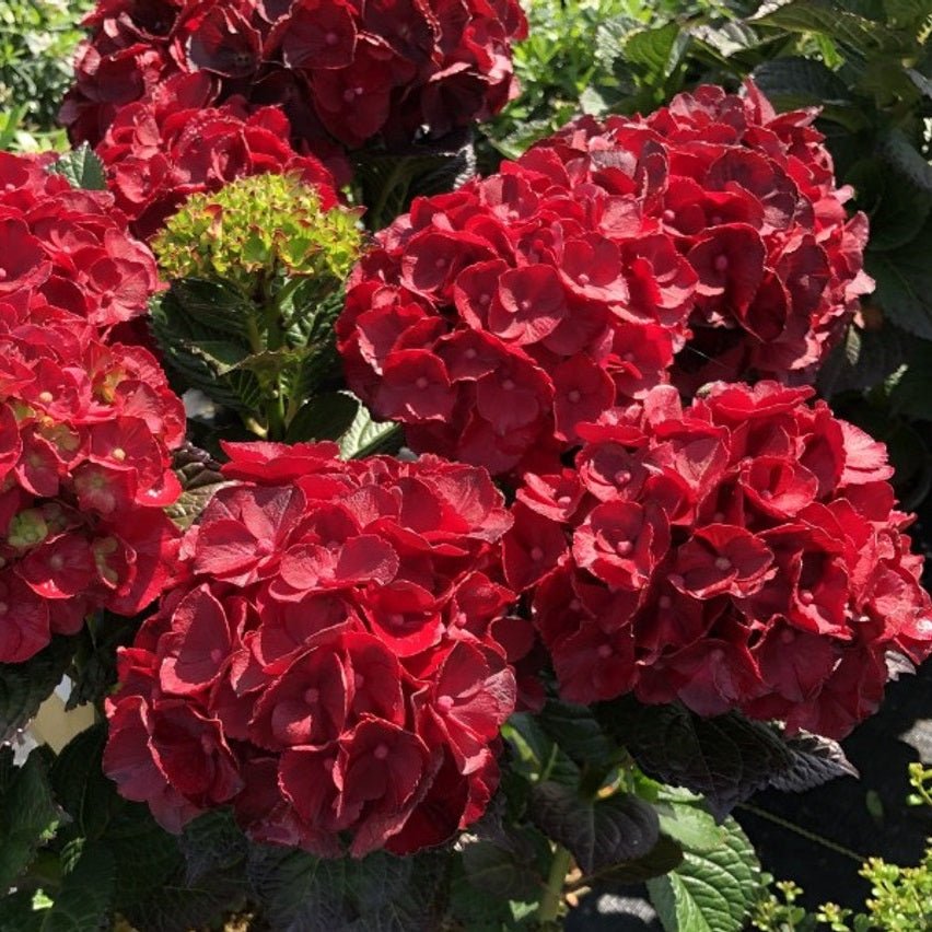Hydrangea4936　準備中★ Cherry-Go-Round Hydrangea – LandscapeDirect