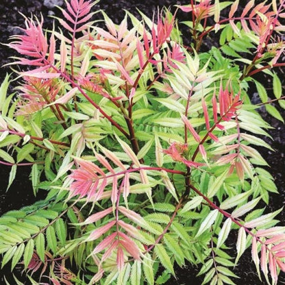 Cherry On Top False Spirea - LandscapeDirect