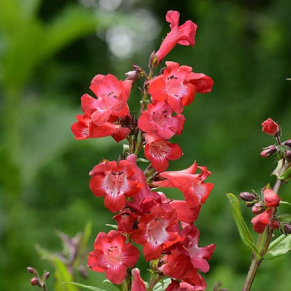 Cherry Sparks Penstemon - LandscapeDirect