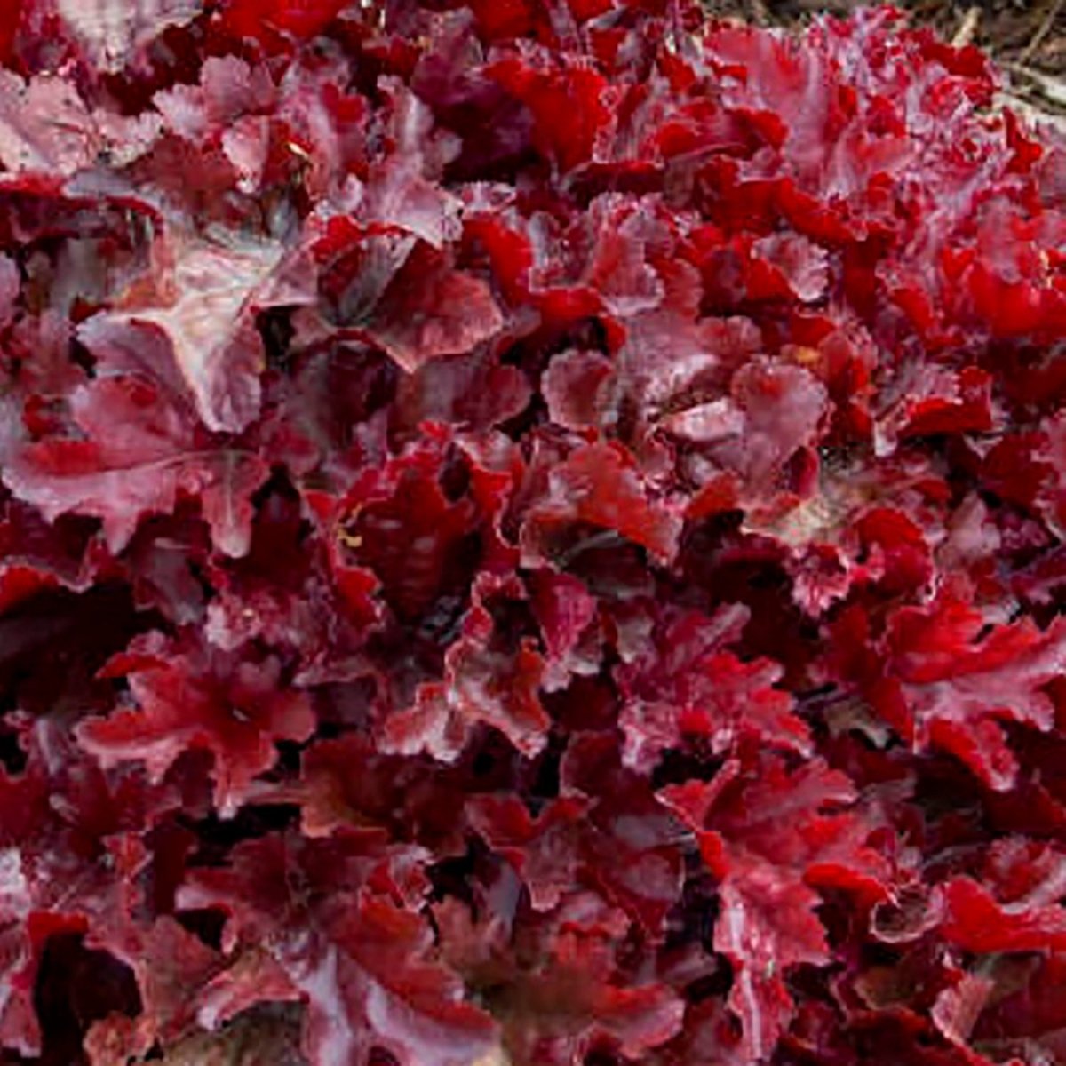 Cherry Truffles Coral Bells - LandscapeDirect