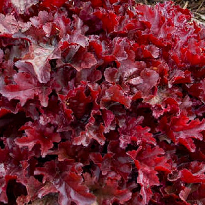 Cherry Truffles Coral Bells - LandscapeDirect
