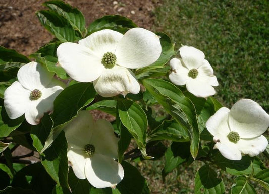 Chinese Kousa Dogwood - LandscapeDirect