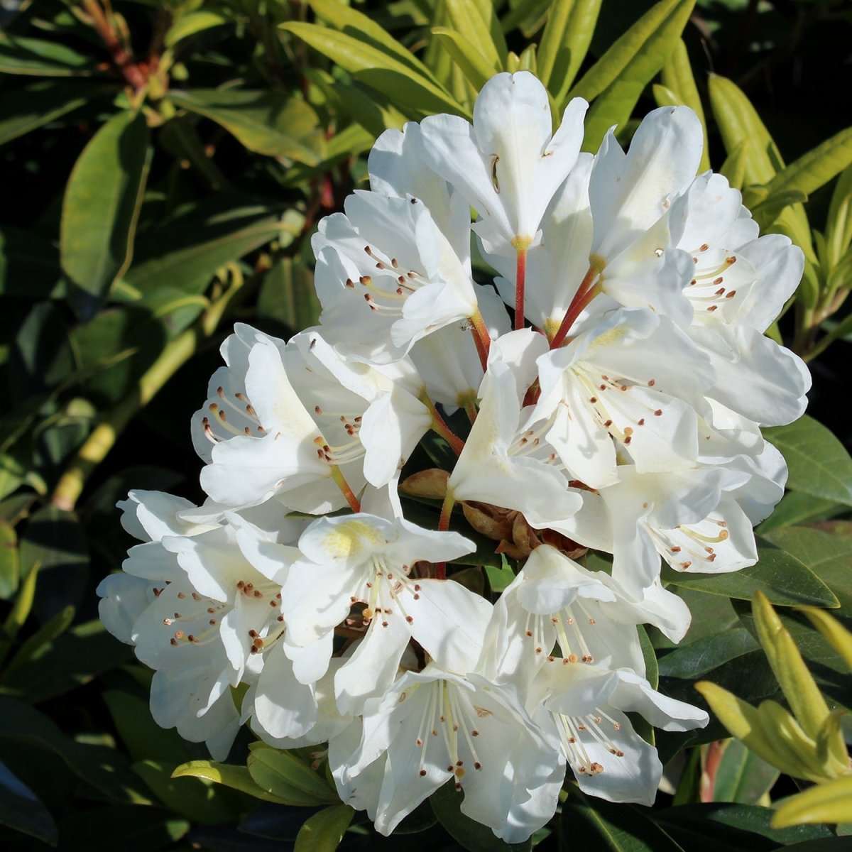Chionoides Rhododendron - LandscapeDirect