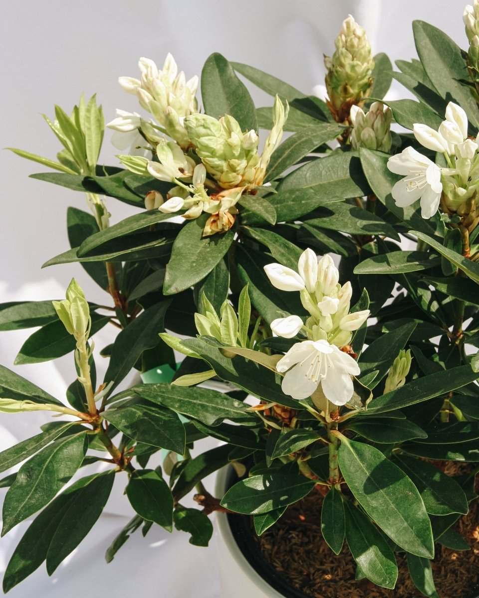 Chionoides Rhododendron - LandscapeDirect