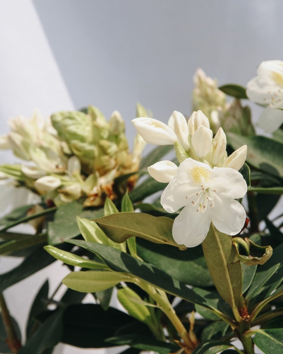 Chionoides Rhododendron - LandscapeDirect