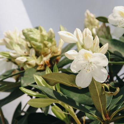 Chionoides Rhododendron - LandscapeDirect