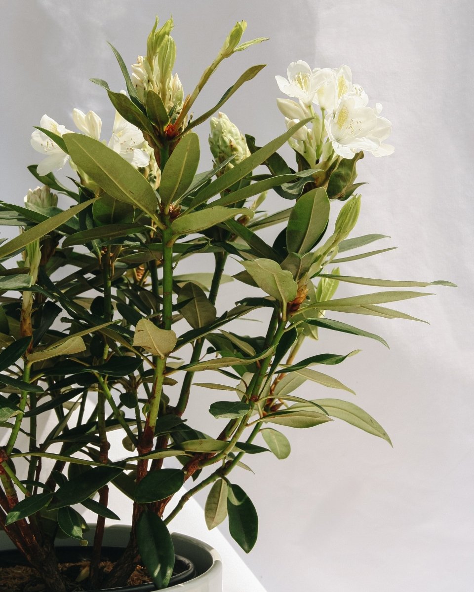 Chionoides Rhododendron - LandscapeDirect