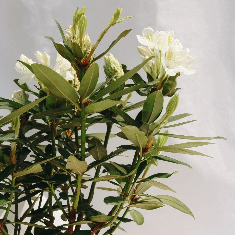 Chionoides Rhododendron - LandscapeDirect