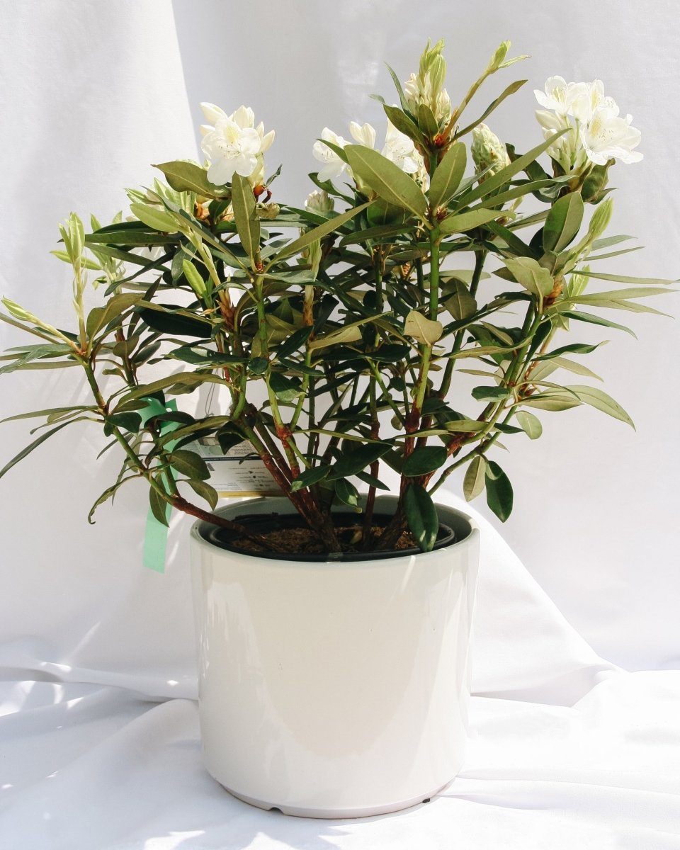 Chionoides Rhododendron - LandscapeDirect
