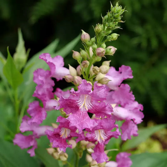 Orchidée du désert El Niño