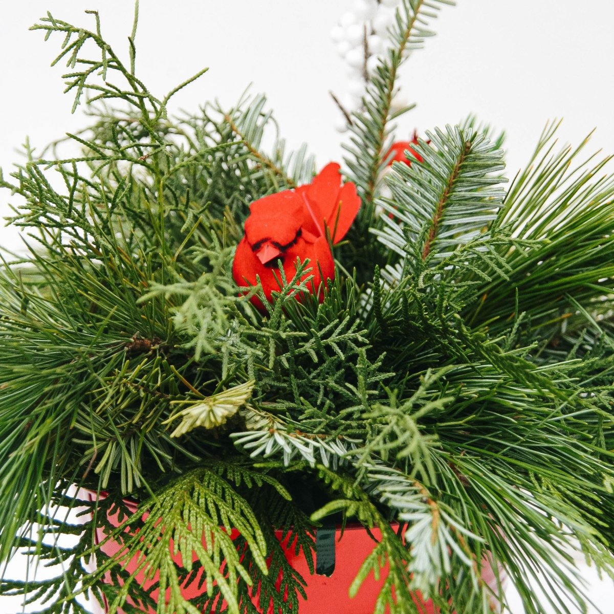 Christmas Bird Planter - 6 Inch Tin Pot - LandscapeDirect