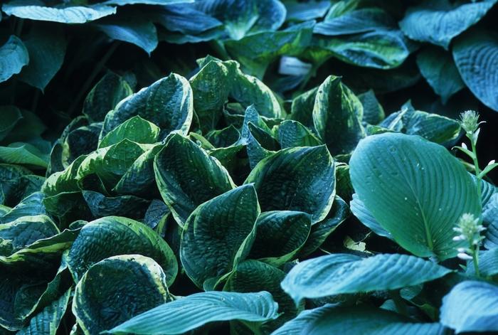Christmas Tree Hosta - LandscapeDirect