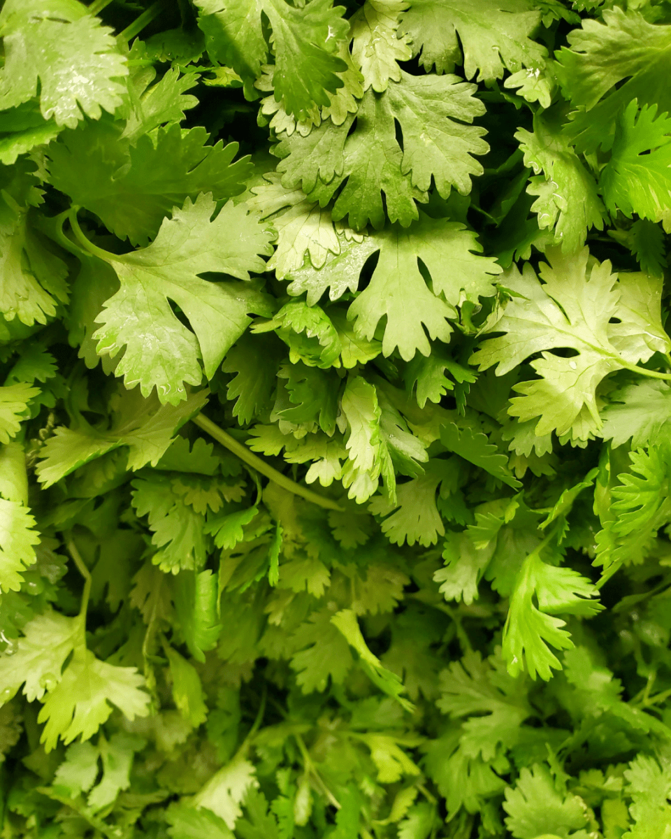 Cilantro - LandscapeDirect