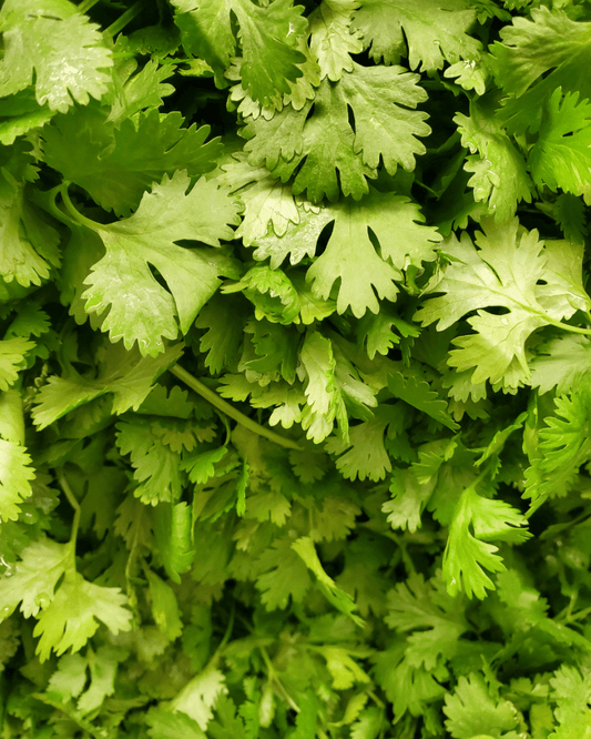 Cilantro - LandscapeDirect