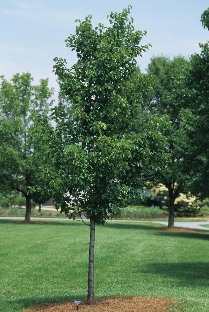 Cleveland Select Callery Pear