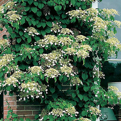 Climbing Hydrangea - LandscapeDirect