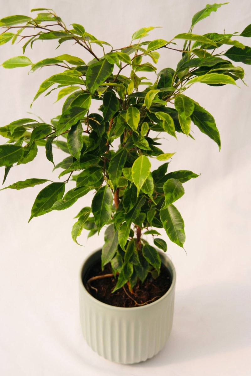 Cling - On® Anastasia Weeping Fig - LandscapeDirect