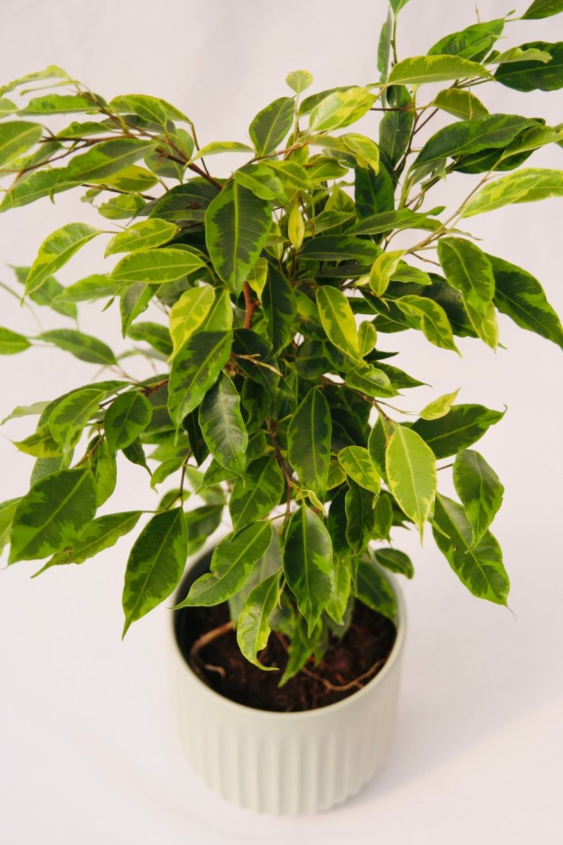 Cling - On® Anastasia Weeping Fig - LandscapeDirect