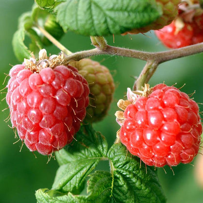 Coho Raspberry - LandscapeDirect