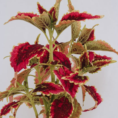 Coleus ColorBlaze El Brighto - LandscapeDirect