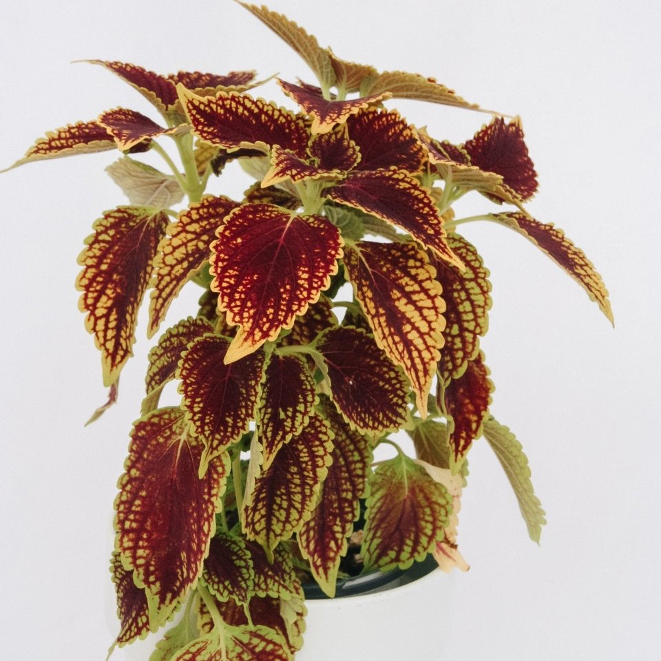 Coleus ColorBlaze Golden Dreams - LandscapeDirect