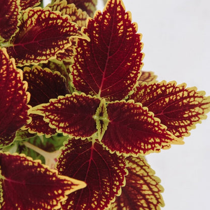 Coleus ColorBlaze Golden Dreams - LandscapeDirect