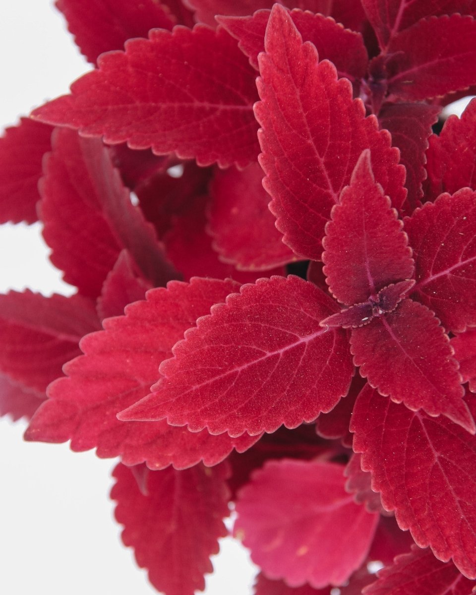 Coleus ColorBlaze Rediculous - LandscapeDirect