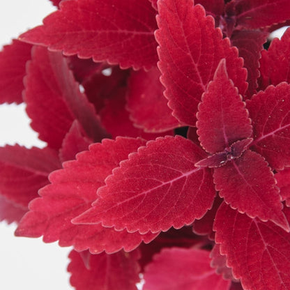 Coleus ColorBlaze Rediculous - LandscapeDirect