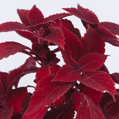 Coleus ColorBlaze Rediculous - LandscapeDirect