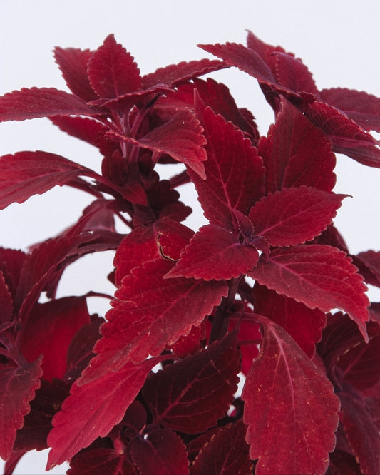 Coleus ColorBlaze Rediculous - LandscapeDirect