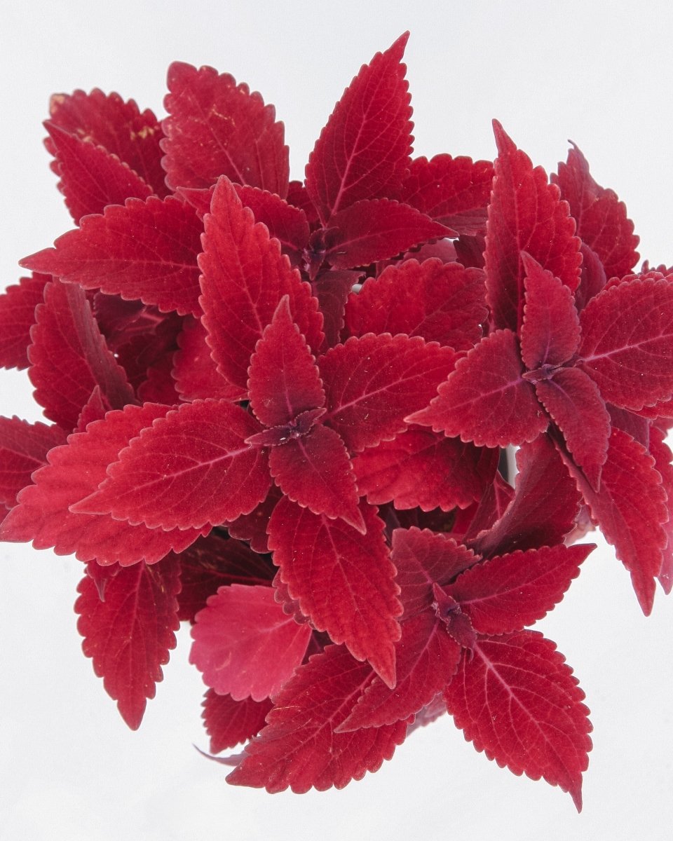 Coleus ColorBlaze Rediculous - LandscapeDirect