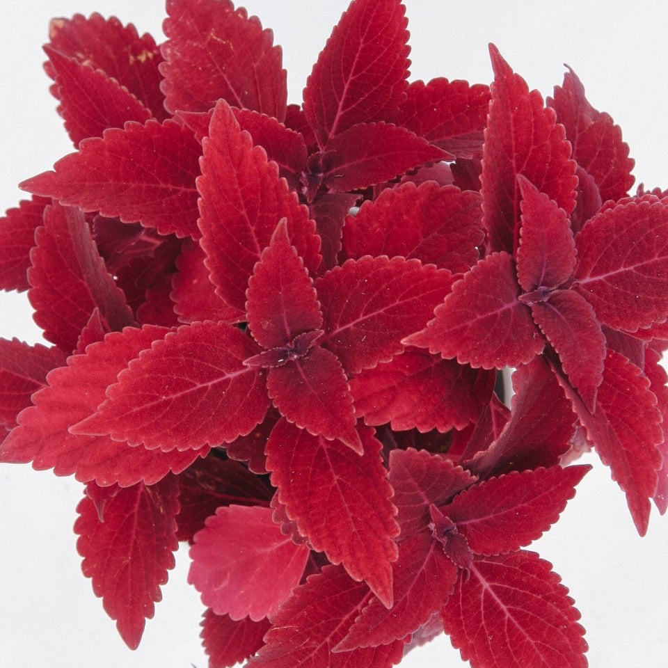Coleus ColorBlaze Rediculous - LandscapeDirect