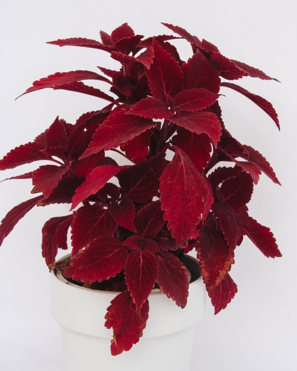 Coleus ColorBlaze Rediculous - LandscapeDirect