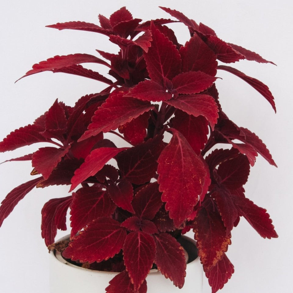 Coleus ColorBlaze Rediculous - LandscapeDirect