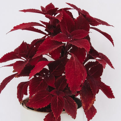 Coleus ColorBlaze Rediculous - LandscapeDirect