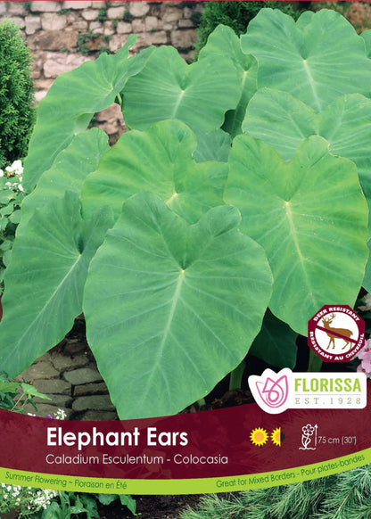 Colocasia Elephant Ears - LandscapeDirect
