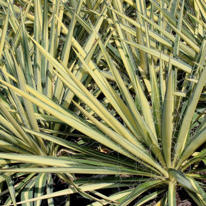 Color Guard Yucca - LandscapeDirect
