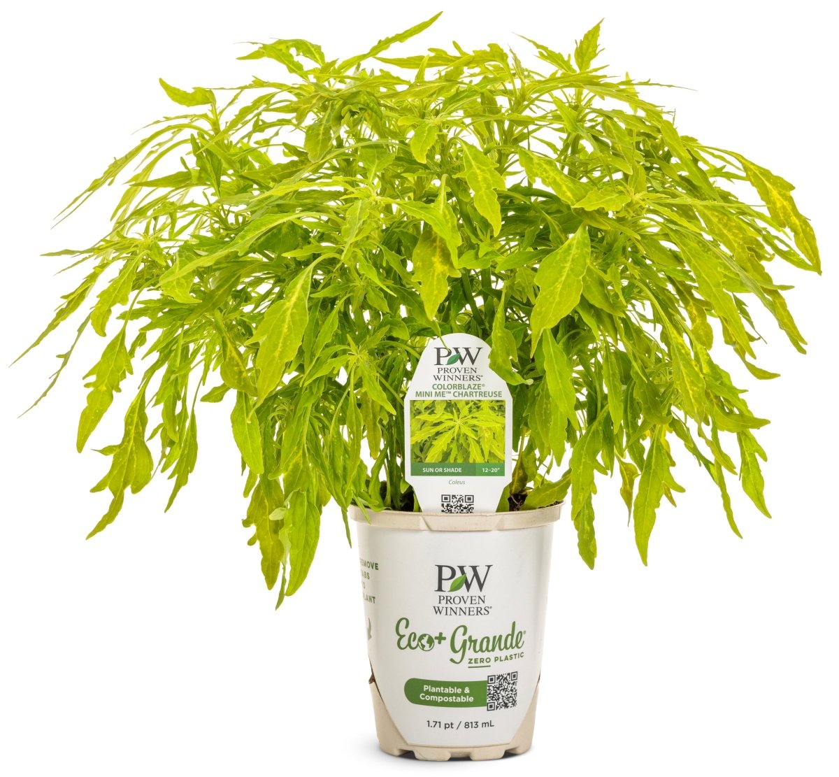 ColorBlaze Mini Me Chartreuse Coleus - LandscapeDirect