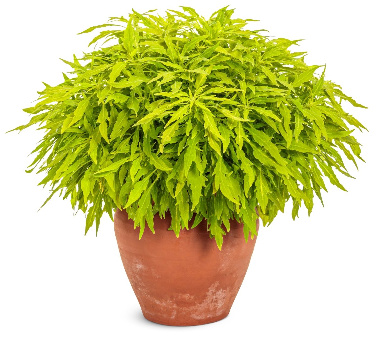 ColorBlaze Mini Me Chartreuse Coleus - LandscapeDirect