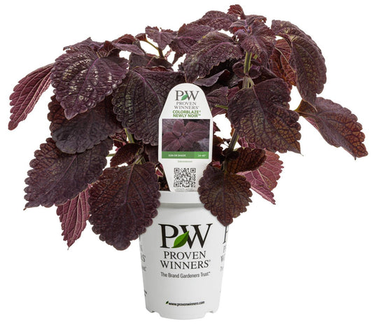 Colorblaze® Newly Noir Coleus - LandscapeDirect
